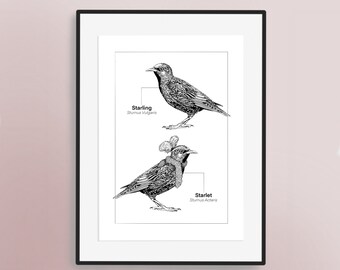 Impression d’art illustrée à la main Starling | Œuvre d’art des amoureux des oiseaux | Affiche britannique d’oiseaux de jardin | Ornithologie | Sturnus vulgaris