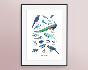 A Guide to Blue Animals - Hand Illustrated Art Print | Macaw | Kingfisher | Lobster | Bluebird | Frog | Butterfly | Lizard | Peacock | Fish