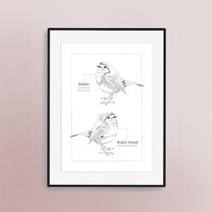 Robin Hand Illustrated Art Print | Bird Lovers Artwork | British Garden Birds Poster | Ornithology | Erithacus Rubecula | Robin Hood