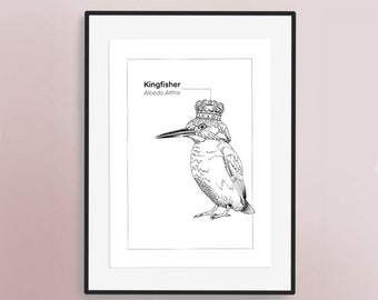 Impression d'art illustrée à la main de martin-pêcheur | Oeuvre d'art pour les amateurs d'oiseaux | Affiche britannique d'oiseaux de jardin | Ornithologie | Alcédinidés | Couronne