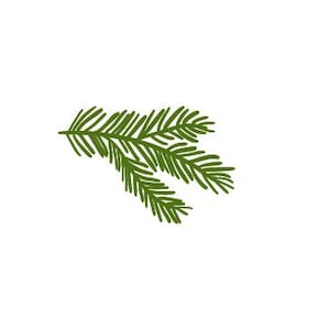 Puede incluir: Una rama de pino verde con agujas, aislada sobre un fondo blanco.