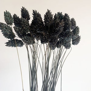 25 pcs Dried Canary grass, Dark purple phalaris, Dried canary grass, Dried flowers bouquet, Dried Grass, Phalaris bouquet, Canary grass