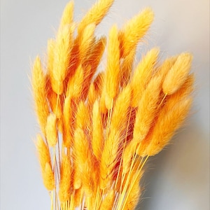 20 pcs Dried Lagurus, Light orange bunny tails, Dried bunny Tails, Dried flowers bouquet, Dried Grass, Bunny Tail bouquet, Lagurus grass