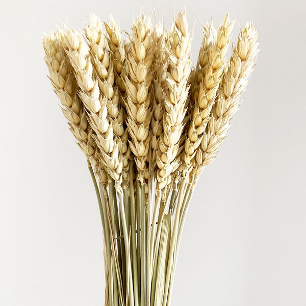 20 pcs Dried Wheat, Natural wheat, Dried flowers bouquet, Dried Grass, Wheat bouquet, Wheat grass
