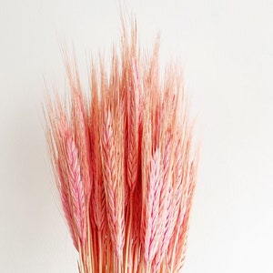 20 pcs Dried Wheat, Pale pink wheat, Dried Triticale, Dried flowers bouquet, Dried Grass, Wheat bouquet, Triticale grass
