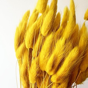 20 pcs Dried Lagurus, Mustard bunny tails, Dried bunny Tails, Dried flowers bouquet, Dried Grass, Bunny Tail bouquet, Lagurus grass