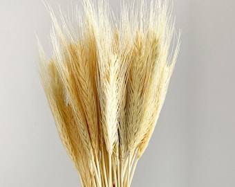 Puede incluir: Un ramo de espigas de trigo secas, de color beige claro. El trigo tiene tallos largos y delgados y cabezas delicadas y plumosas. El ramo se sostiene en una mano sobre un fondo blanco liso. Este elemento natural es adecuado para la decoración del hogar.