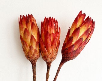 Protea flower, Red orange dried protea flower, Dried flowers, Dried flowers bouquet, Dried Grass, Autumn dried flowers