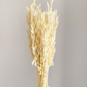 Dried Oat, Dried oat bunch, Dried flowers bouquet, Dried Grass, white oat, Home decor