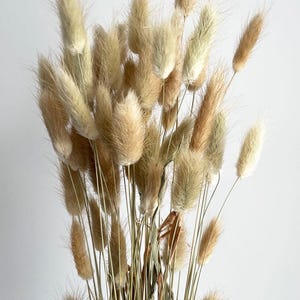 20 pcs Dried Lagurus, Natural bunny tails, Dried bunny Tails, Dried flowers bouquet, Dried Grass, Bunny Tail bouquet, Lagurus grass