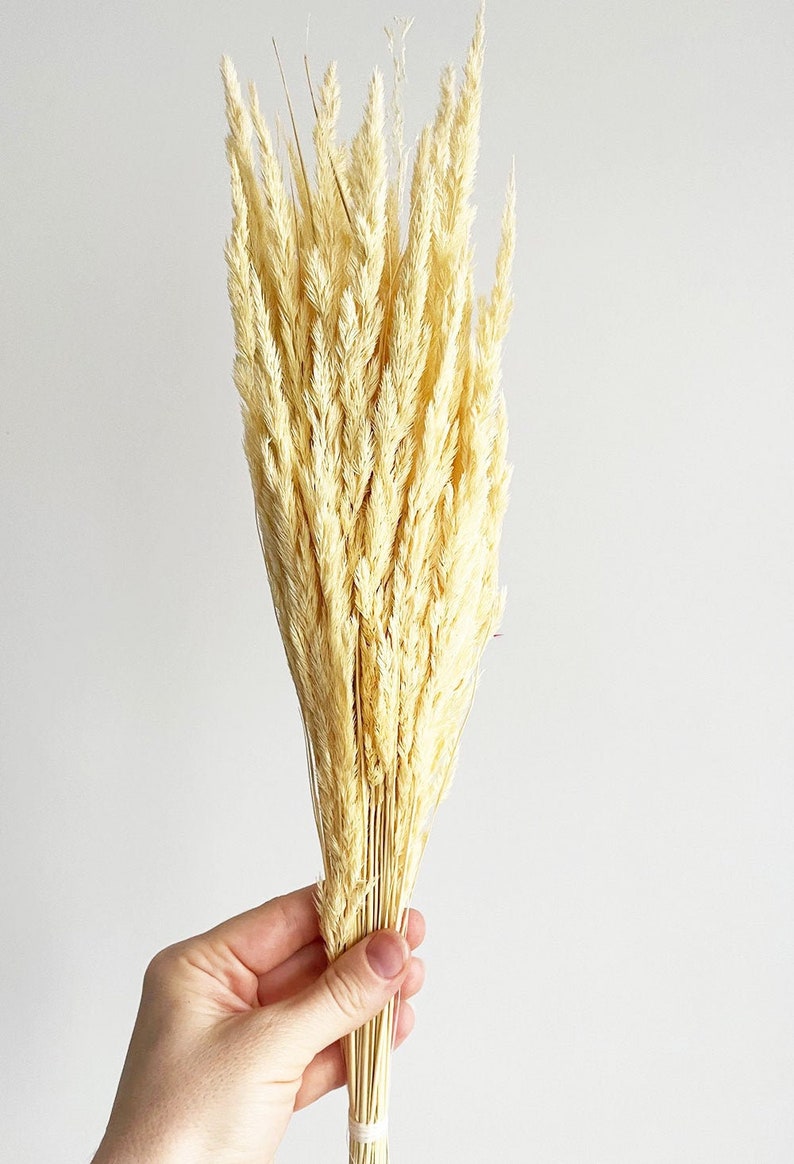 May include: A bunch of dried pampas grass in a creamy white color. The stems are bundled together and tied with a string.