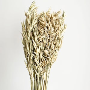 Avoine séchée naturelle, bouquet d'avoine séchée, bouquet de fleurs séchées, herbe séchée, avoine blanche, décoration d'intérieur