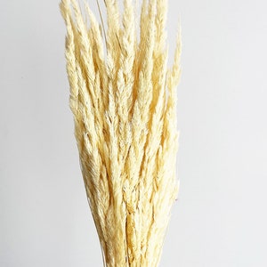 May include: A bunch of dried pampas grass in a creamy white color. The stems are bundled together and the plumes are fluffy and soft.