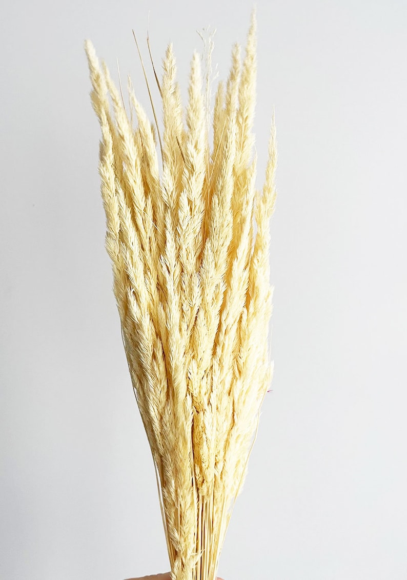 May include: A bunch of dried pampas grass in a creamy white color. The stems are bundled together and the plumes are fluffy and soft.