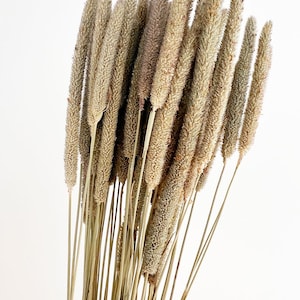 10 pcs Dried timothy grass, Natural grass, Dried flowers bouquet, Dried Grass, dried grass