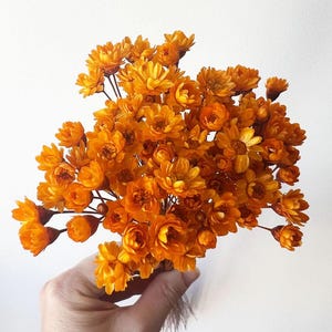 Glixia bunch,Orange star flowers bunch, Dried flowers, Dried flowers bouquet, Dried Grass, Ecru dried flowers, glixia mini