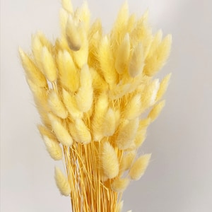20 pcs Dried Lagurus,Light yellow bunny tails, Dried bunny Tails, Dried flowers bouquet, Dried Grass, Bunny Tail bouquet, Lagurus grass