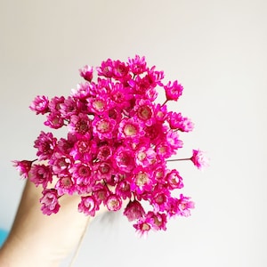 Glixia bunch, Pink star flowers bunch, Dried flowers, Dried flowers bouquet, Dried Grass, Ecru dried flowers, mini bouquet, glixia mini
