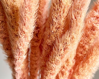 5個の乾燥セタリア、桃色の乾燥セタリアの天然束、乾燥花のブーケ、乾燥草、天然の揺れる草、家の装飾