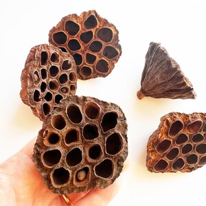 May include: Several dried lotus seed pods, displaying a distinctive, textured appearance. The pods are a warm brown colour, with numerous holes creating a unique pattern. The pods are presented against a white background, highlighting their intricate design.