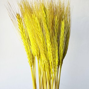 Puede incluir: Un ramo de espigas de trigo secas, te&ntilde;idas de un amarillo vibrante. El trigo presenta tallos largos y delgados y cabezas delicadas y plumosas. La disposici&oacute;n se encuentra sobre un fondo blanco liso, resaltando la textura y el color naturales del trigo.