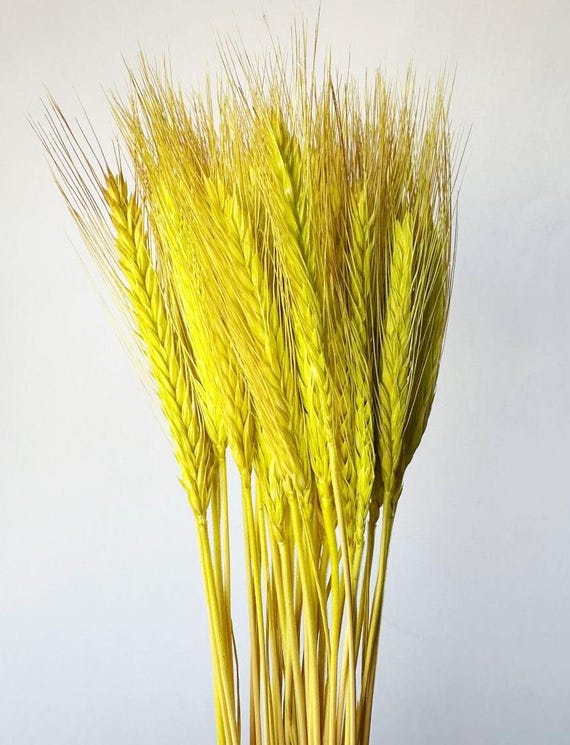 20 pcs Dried Wheat, Lime green wheat, Dried Triticale, Dried flowers bouquet, Dried Grass, Wheat bouquet, Triticale grass