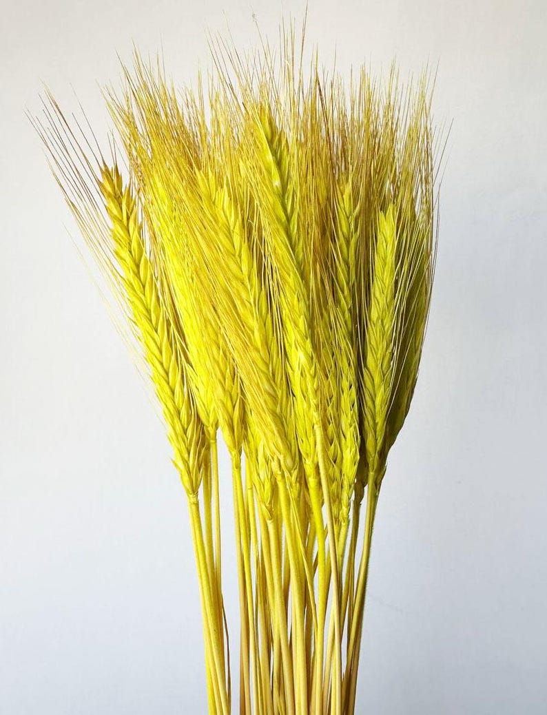 Puede incluir: Un ramo de espigas de trigo secas, te&ntilde;idas de un amarillo vibrante. El trigo presenta tallos largos y delgados y cabezas delicadas y plumosas. La disposici&oacute;n se encuentra sobre un fondo blanco liso, resaltando la textura y el color naturales del trigo.