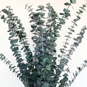 Preserved Eucalyptus 1 stem, Baby blue eucalyptus stem, Dried flowers, Dried flowers bouquet, Dried Grass, Dried eucalyptus