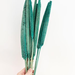 3 pcs Dried Babala, Turquoise grass, Dried flowers bouquet, Dried Grass, dried grass