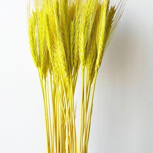 Puede incluir: Un ramo de tallos de trigo secos, te&ntilde;idos de amarillo vibrante. El trigo tiene tallos largos y delgados y cabezas delicadas y plumosas. El arreglo se coloca sobre un fondo blanco liso, resaltando el color brillante y la textura del trigo.