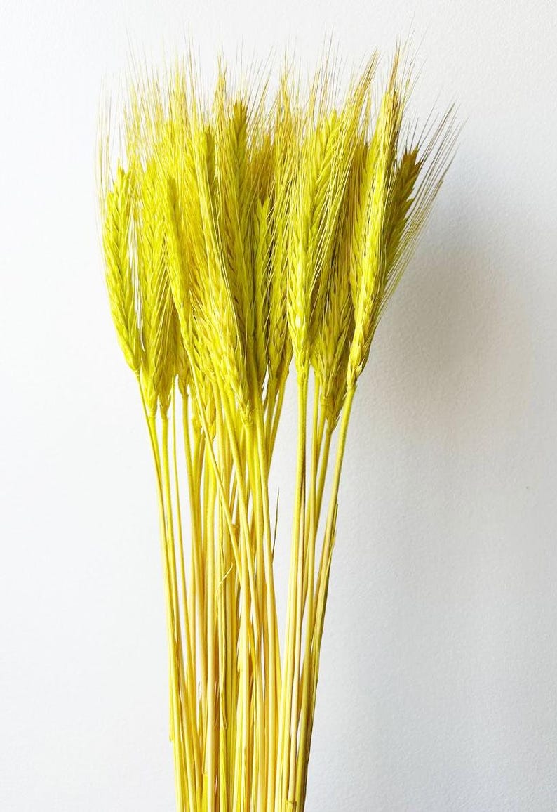 Puede incluir: Un ramo de tallos de trigo secos, te&ntilde;idos de amarillo vibrante. El trigo tiene tallos largos y delgados y cabezas delicadas y plumosas. El arreglo se coloca sobre un fondo blanco liso, resaltando el color brillante y la textura del trigo.