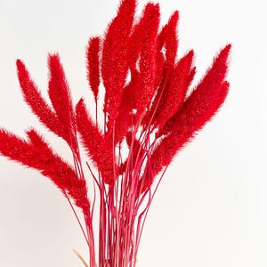 May include: A vibrant bouquet of dried red flowers with feathery, textured heads and slender stems. The bright red color of the flowers contrasts with the white background. The stems are held together, creating a visually striking arrangement.