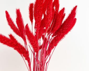 5個の乾燥セタリア、赤い乾燥セタリアの天然束、乾燥花の花束、乾燥草、天然の揺れる草、家の装飾