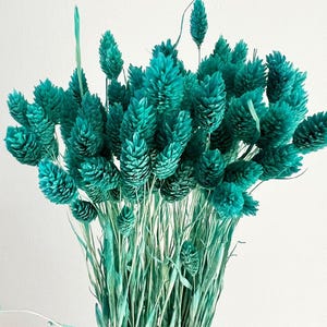 25 pcs Dried Canary grass, Turquoise phalaris bunch, Dried canary grass, Dried flowers bouquet, Dried Grass, Phalaris bouquet, Canary grass