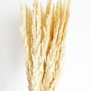 May include: A bunch of dried pampas grass with long, feathery plumes in a creamy white color.