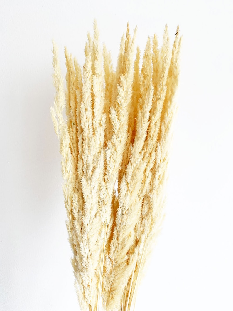 May include: A bunch of dried pampas grass with long, feathery plumes in a creamy white color.