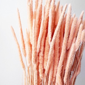 10 pcs Dried timothy grass, Peach grass, Dried flowers bouquet, Dried Grass, dried grass