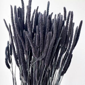 May include: A bundle of dried, dark purple ornamental grass. The feathery plumes stand tall, with slender stems. The arrangement is set against a plain white background, highlighting the texture and color of the dried flowers. Ideal for home decor.