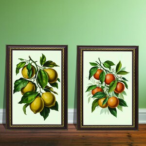Vintage Citrus Botanical Print Set: Lemon & Orange Kitchen Art (Digital Prints)