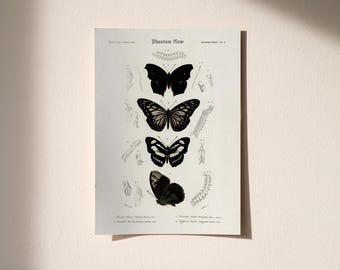 Gothic Butterflies / Vintage Scientific Art Print