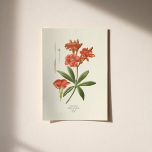 May include: Botanical illustration of an oleander plant with vibrant orange flowers and green leaves. The artwork is on a cream-colored paper, showcasing the plant's details. The text "OLEANDER" is visible.