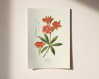 Oleander Botanical Art Print