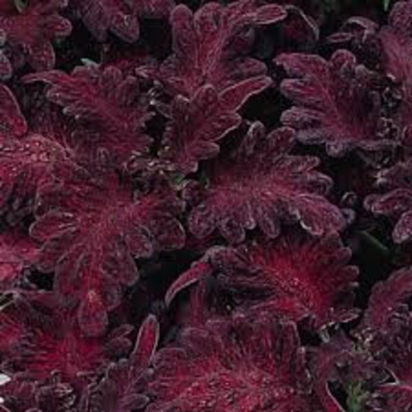 Black Dragon Coleus seeds 20 count