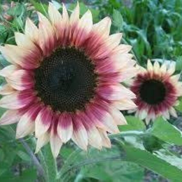 Chocolate Cherry Sunflower Seeds Etsy