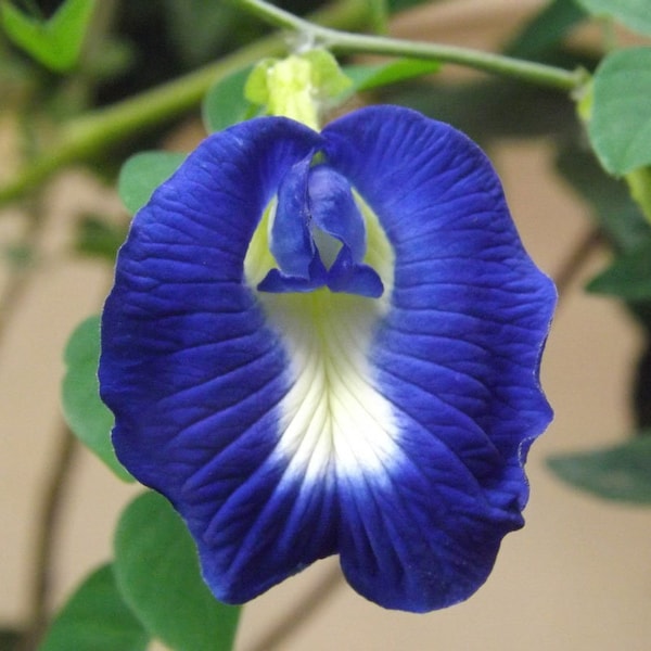 Blue Butterfly Pea   6 seeds