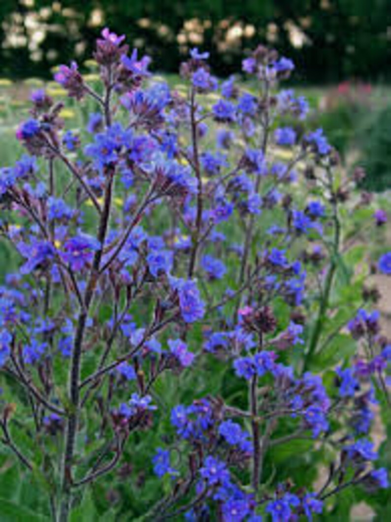 Anchusa Azurea Dropmore Seeds 10 count image 1