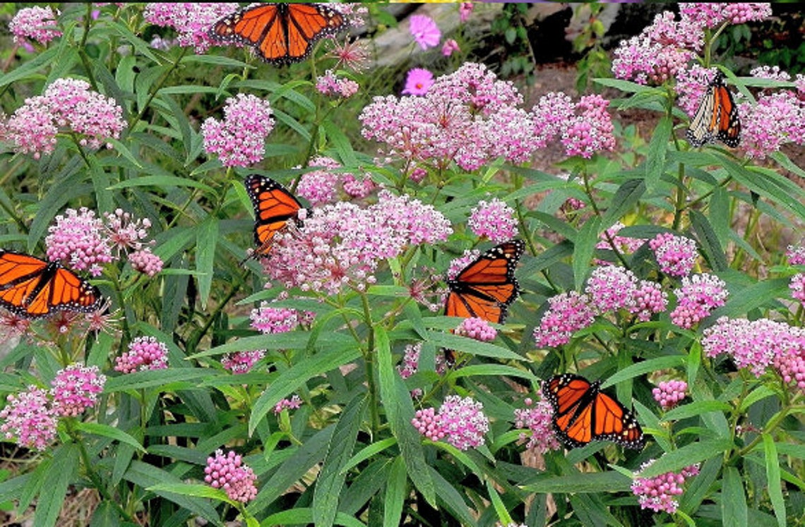 Rose Milkweed Seeds 20 Count Seeds Etsy