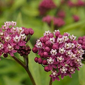 Rose Milkweed Seeds 20 Count Seeds - Etsy