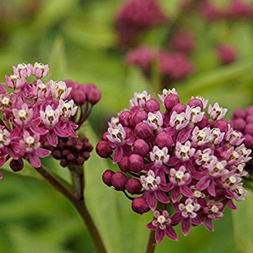 Rose Milkweed Seeds 20 Count Seeds Etsy