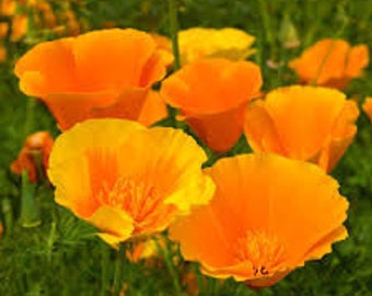 California Poppy Seeds 20 count